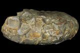 Unusual, Triassic Ammonite (Discoceratites) Fossil - Germany #130205-2